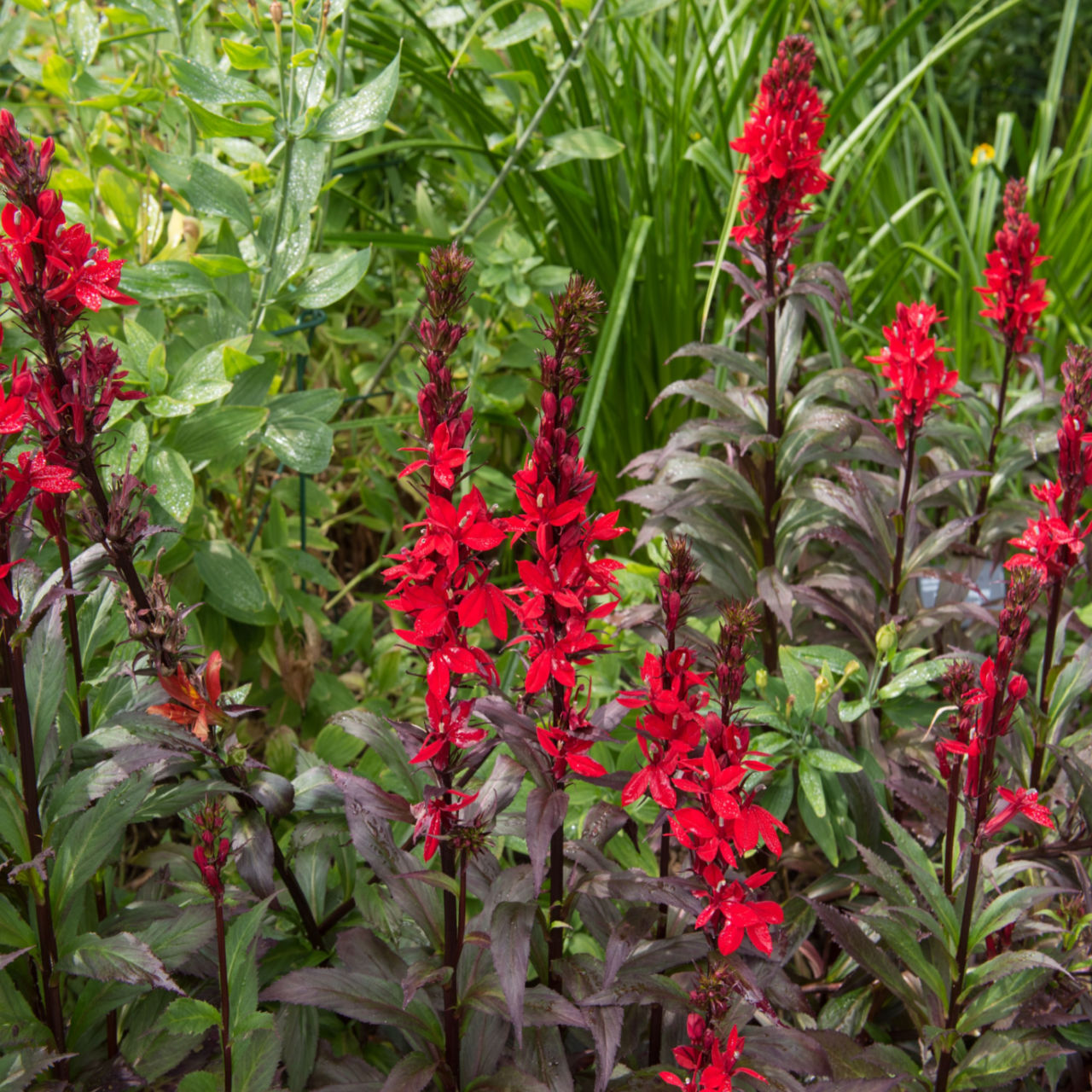 Red Cardinal Flower - A Hardy Hummingbird Attracting Plant