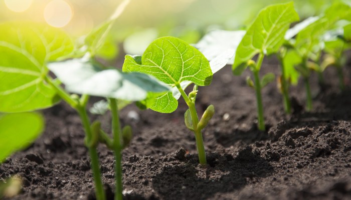 The Best Time to Plant Trees and Shrubs