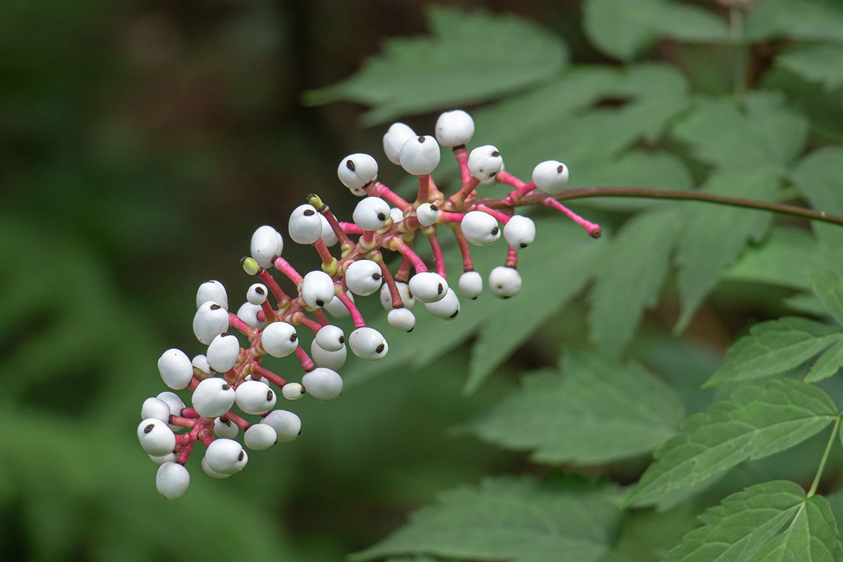 Baneberry Plant 