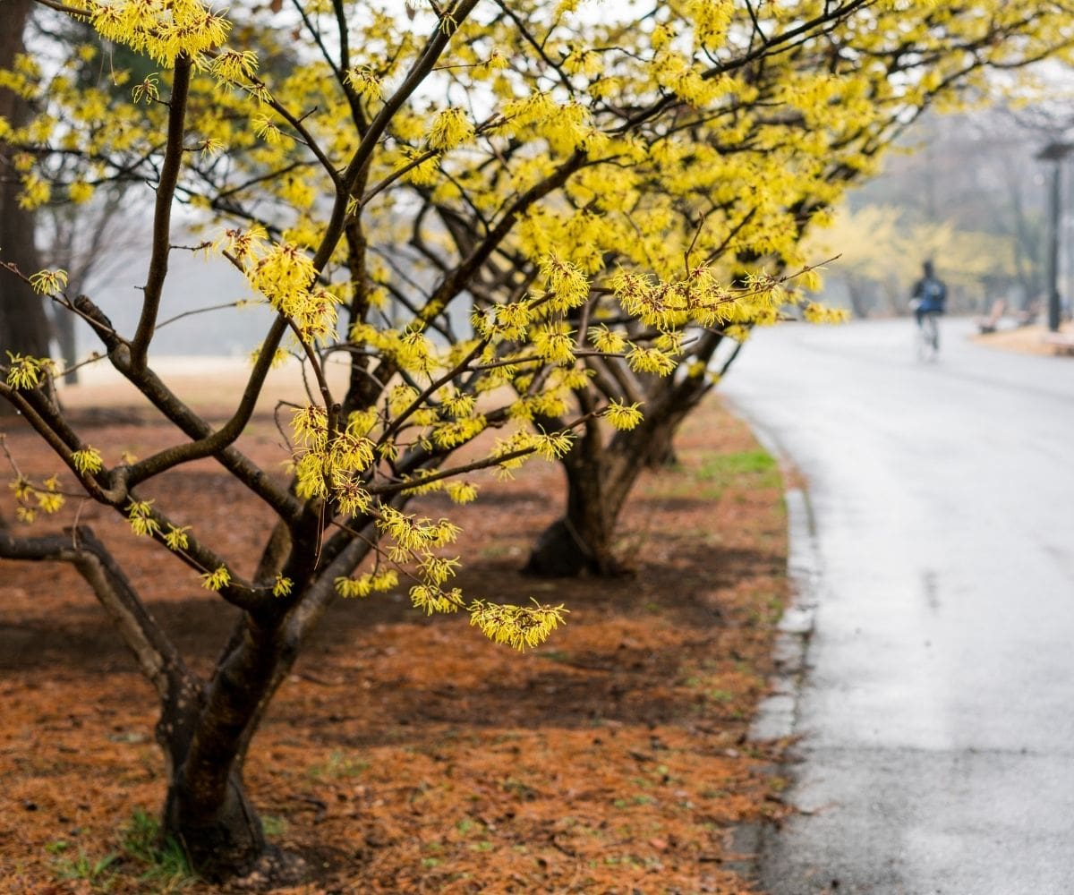 Witch Hazel Shrubs 