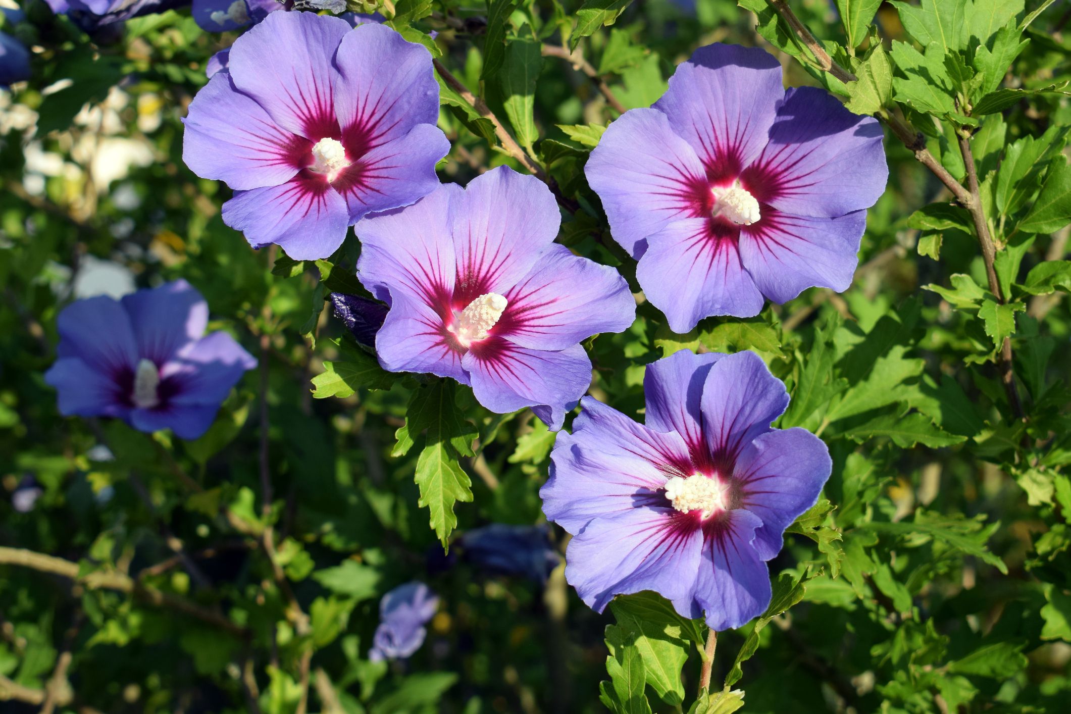 Rose of Sharon - Growing Guide