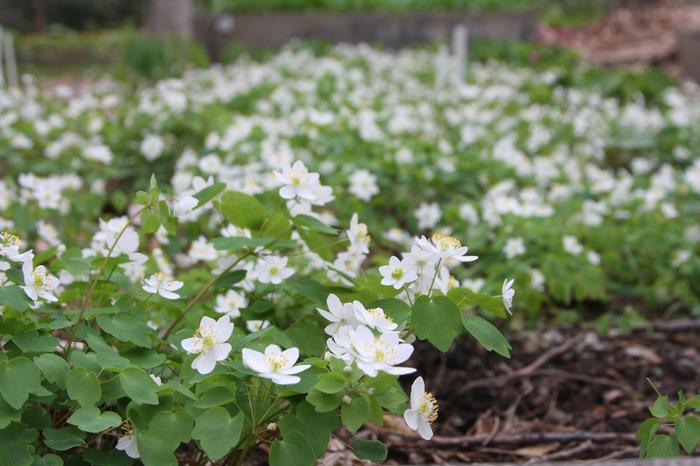 Anemone Plant