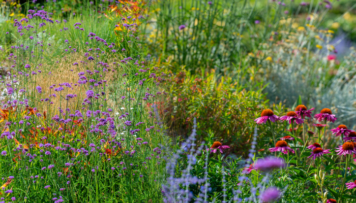 Perfect Perennials For Beginner Gardens 