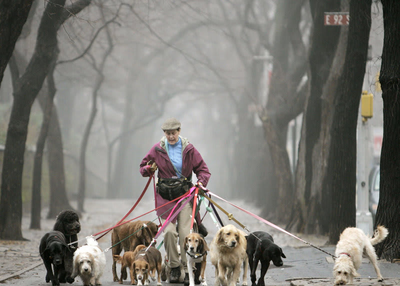 Switch to this simple app and get Dog walkers instantly: Pawshake app clone