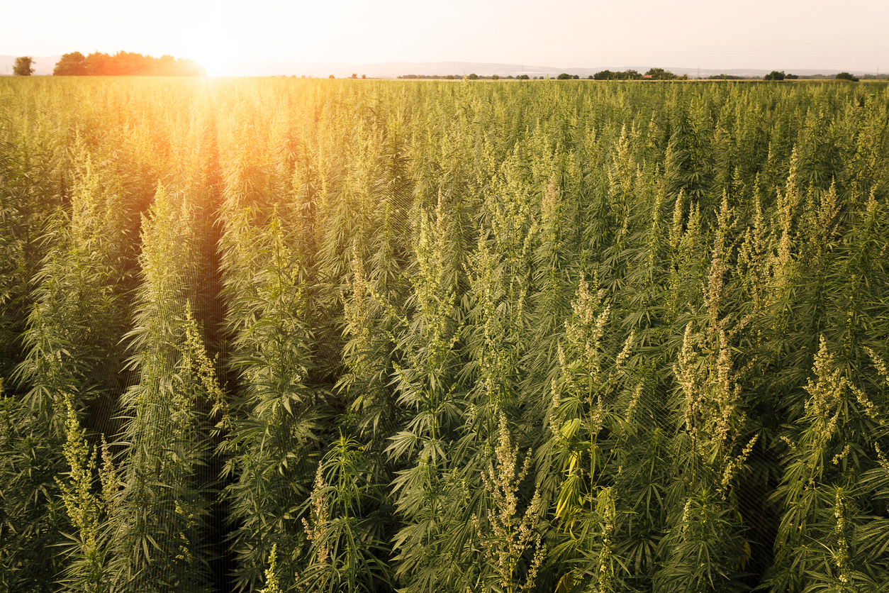 The 11 Medical Benefits Of Marijuana That You Probably Never Knew