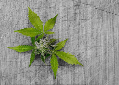 Reasons Why Hemp should be a part of your Daily Diet