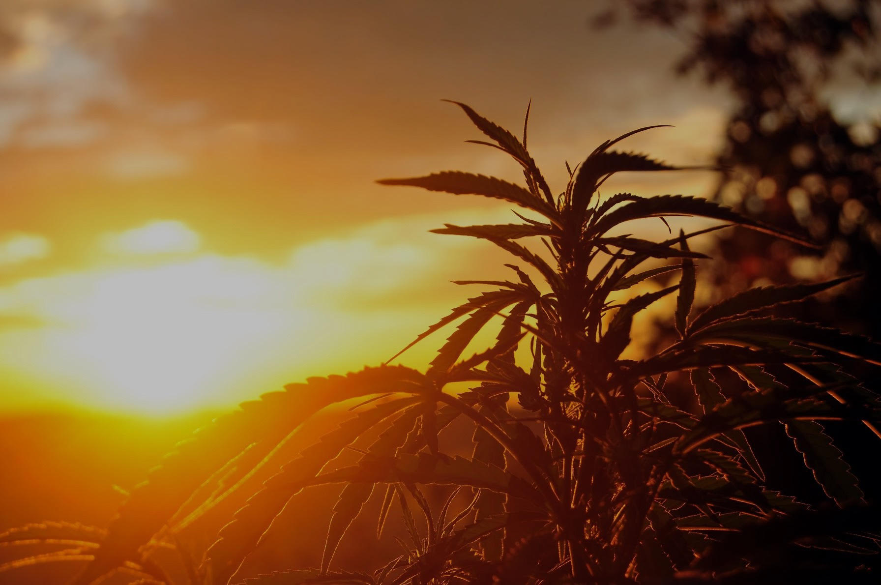 Hemp flowers for sale in the USA- readily available now