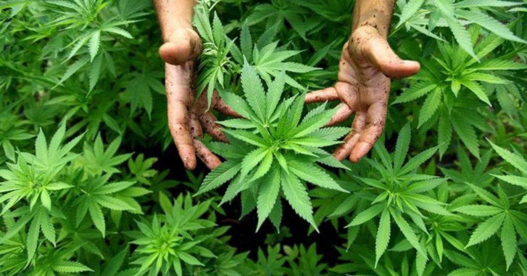 Best CBD Products 101: Amazingly Different Types Of CBD