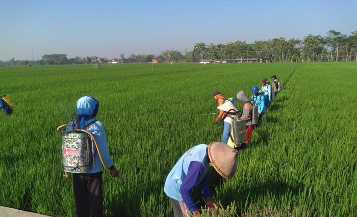 insektisida padi sawah