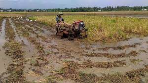 Leaf Blast Vegetatif Padi