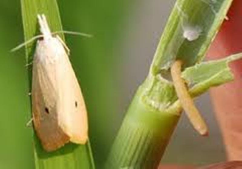 gulma daun lebar padi