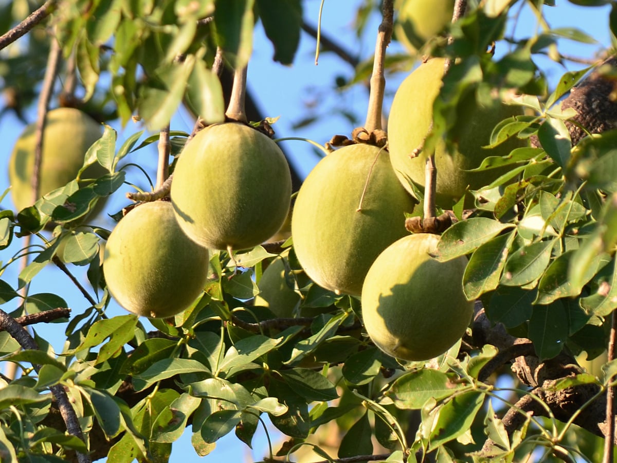 Baobab Market 2021 Trends, Share, Size, Growth, Opportunity and Forecast to 2027