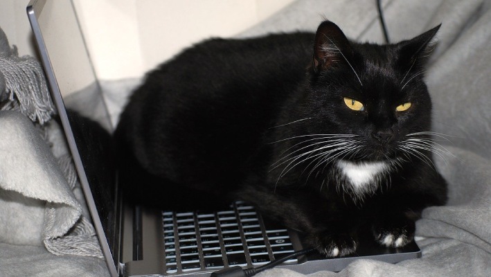 8 Useful Tips For Working From Home With Cats