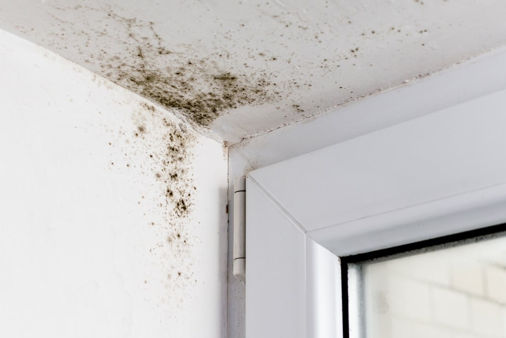Mold Inspection