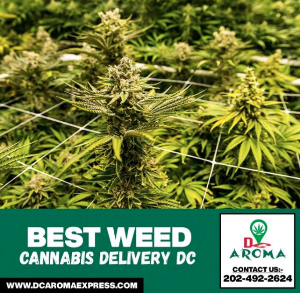 6 Questions to Ask When Buying Weed Online in DC