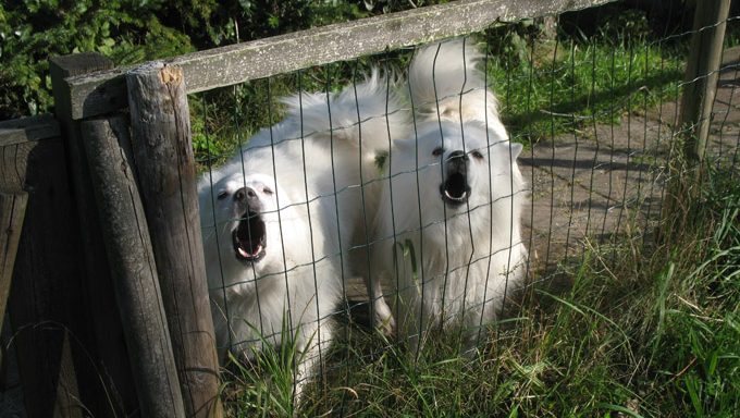 Holiday Puppies: A Nightmare After Christmas?