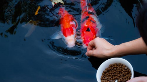 Why Choose To Buy A Koi Fish?