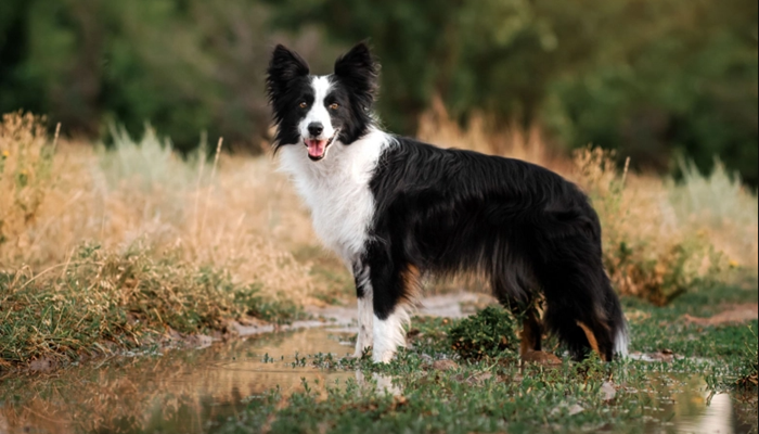 Les caractéristiques d'un Border Collie
