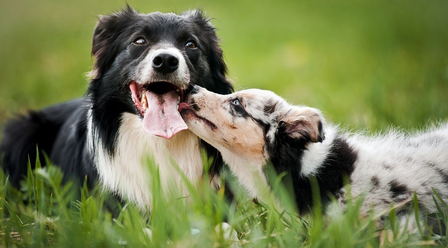 border collie aussie mix