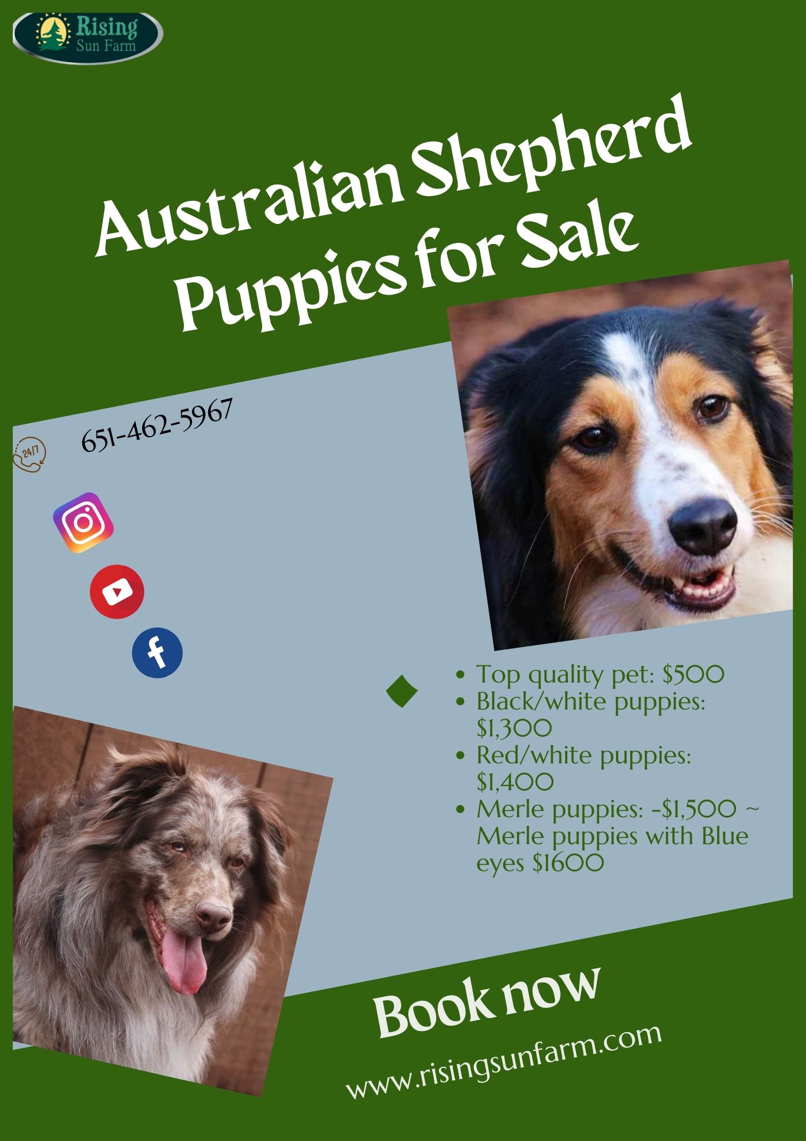  Australian shepherd puppies for sale-Hurry up!