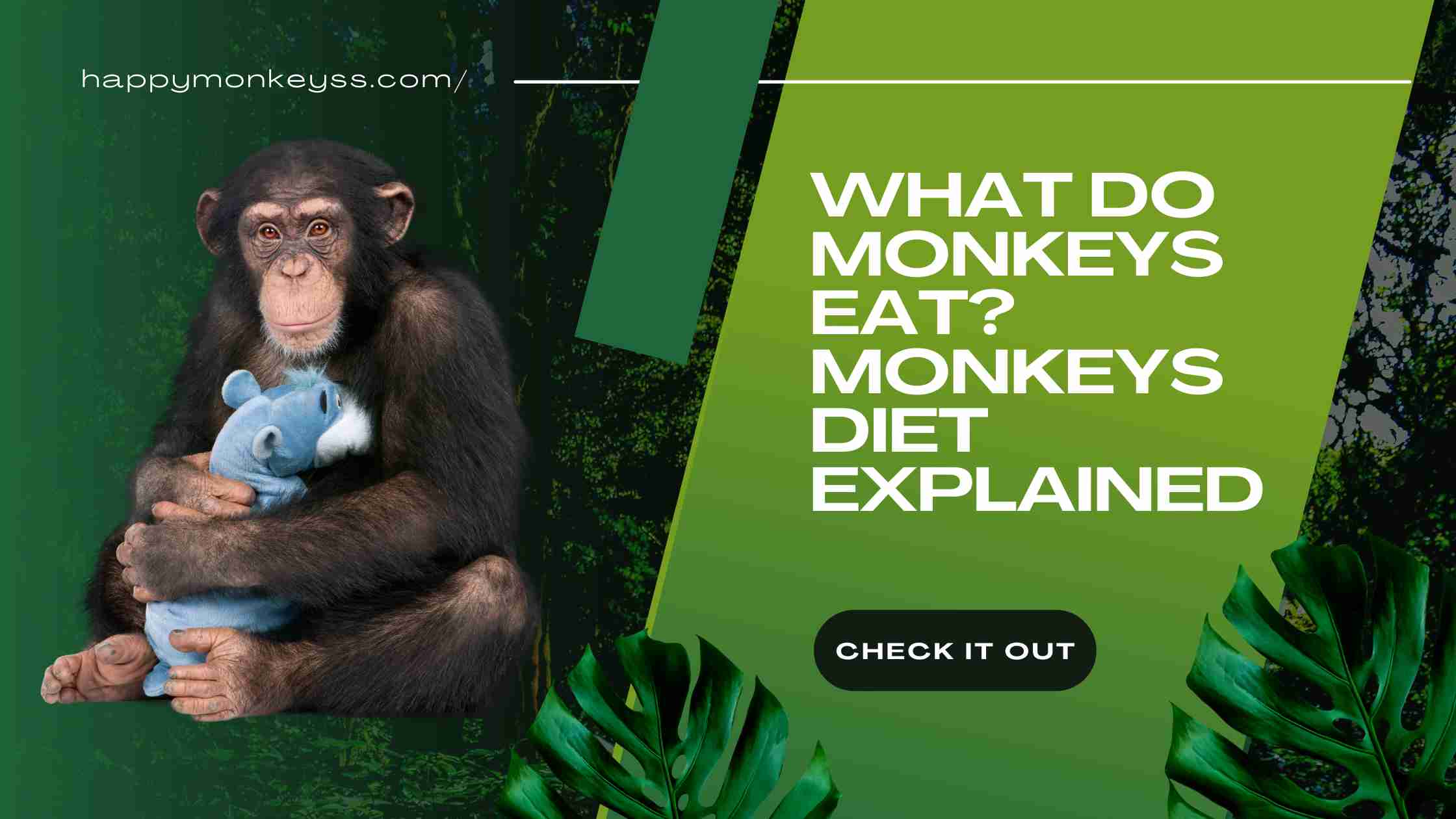 During the day, how do monkeys get their food? What kind of food they have?