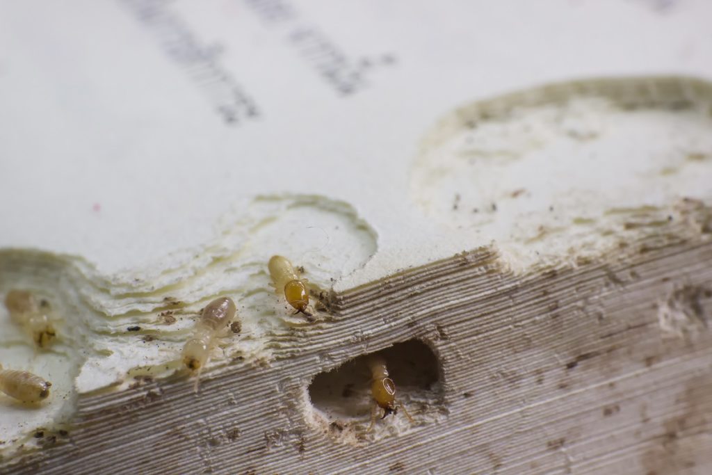 Easy ways to stop termite spreading 