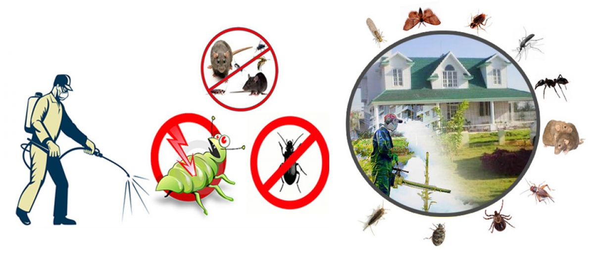 4 Ultimate Benefits of Hiring a Pest Control Service