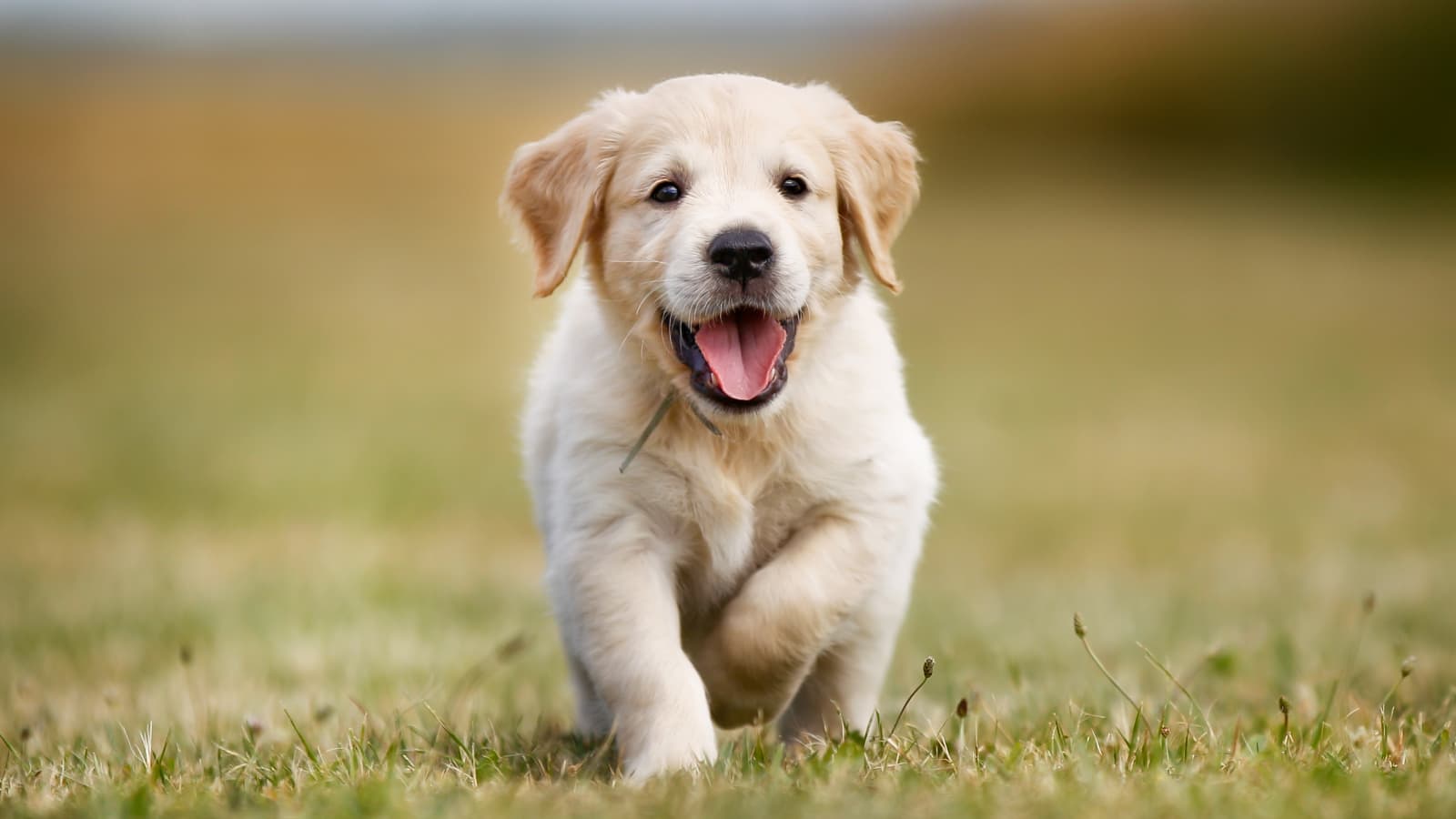 Best Pets To Gift Your Child