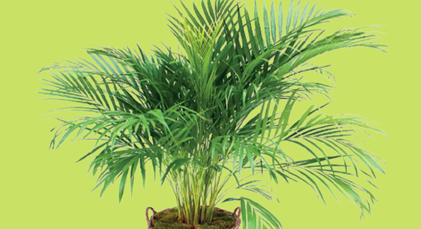 5 Simple Tips for a Bushy Areca Palm
