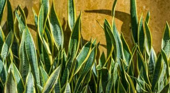 Top 4 Benefits of Keeping Snake Plant to Your Bedroom