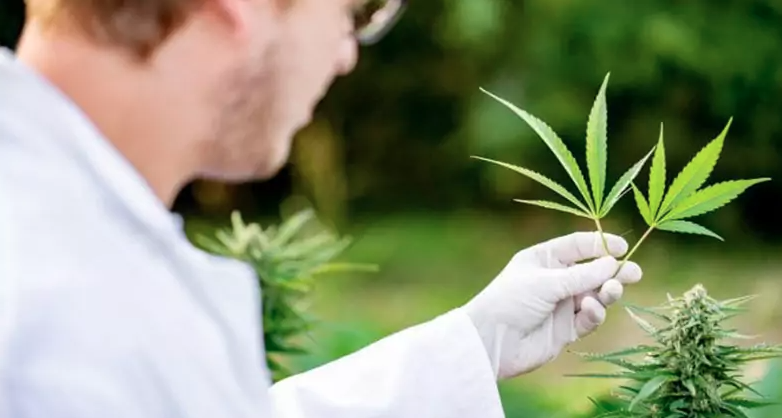 Weed Health Clinic - The Card Clinics