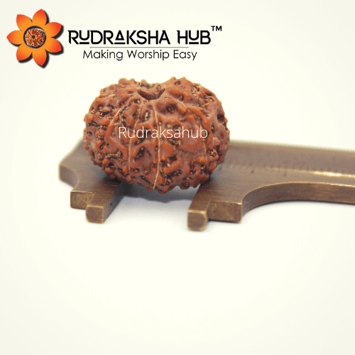 Original Indonesian Rudraksha