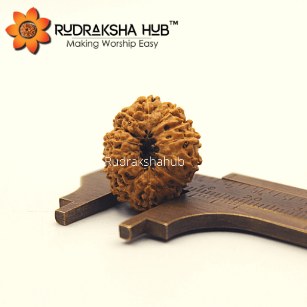 12 Mukhi Rudraksha