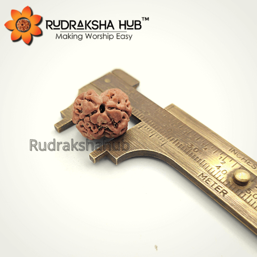 2 Mukhi Rudrakshi (Nepali)