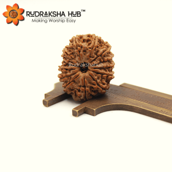 14 Mukhi Rudraksha (Nepali)