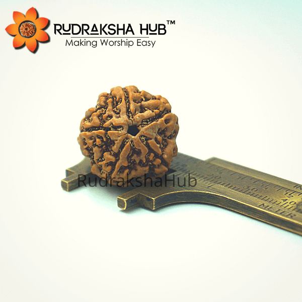 6 Mukhi Rudraksha (Indonesian)