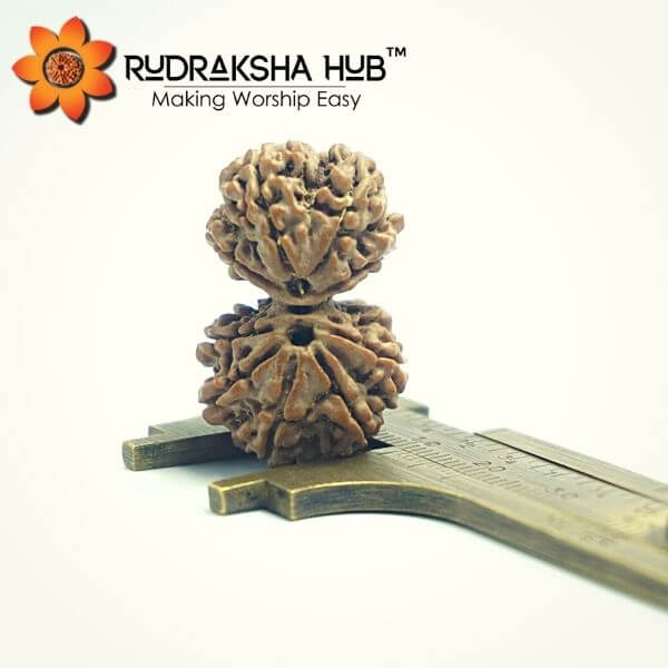 9 Mukhi Gauri Shankar Rudraksha