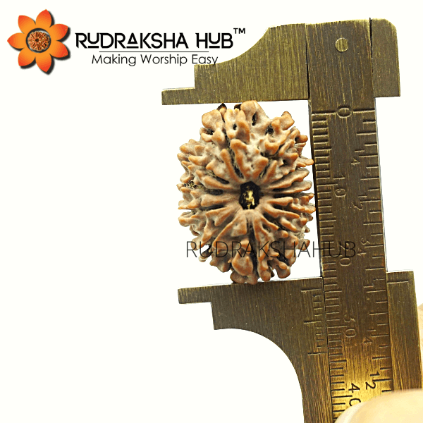 Nepali 12 mukhi rudraksha