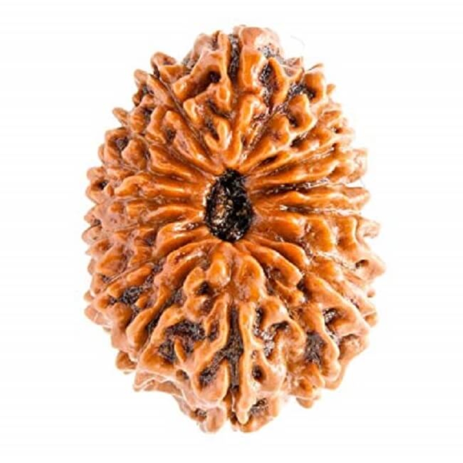 17 Mukhi Rudraksha (Indonesian)