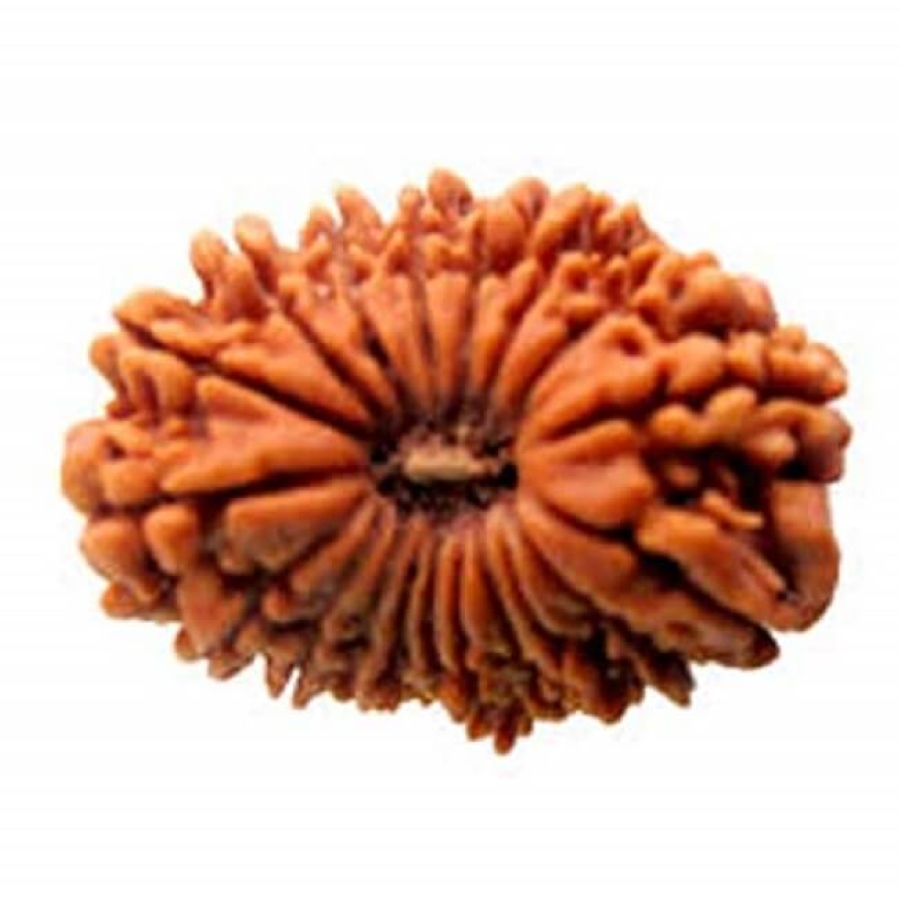 17 Mukhi Rudraksha (Nepali)