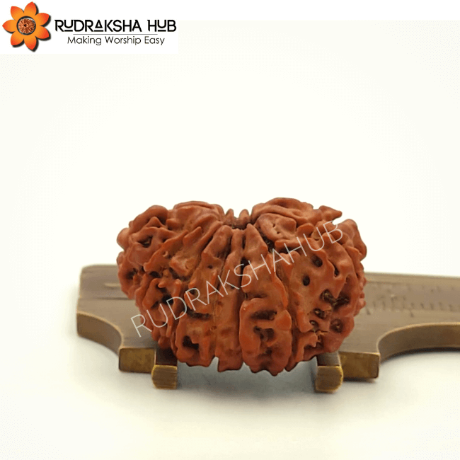 13 Mukhi Rudraksha (Nepali)