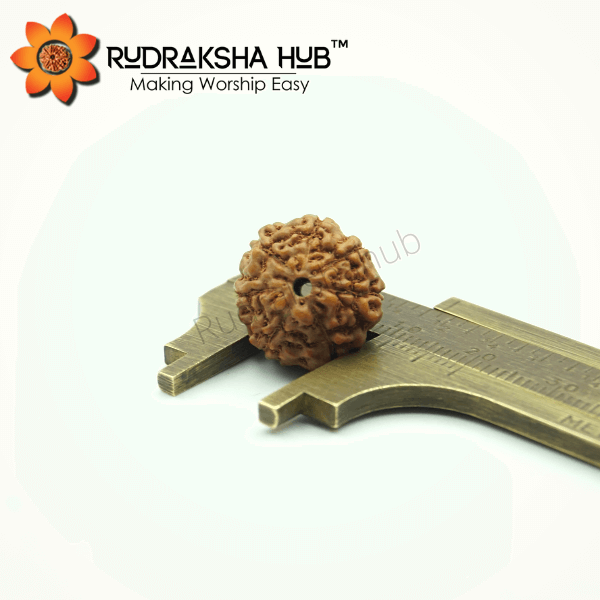 7 Mukhi Rudraksha