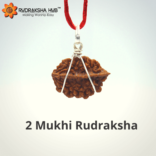 2 Mukhi Rudraksha