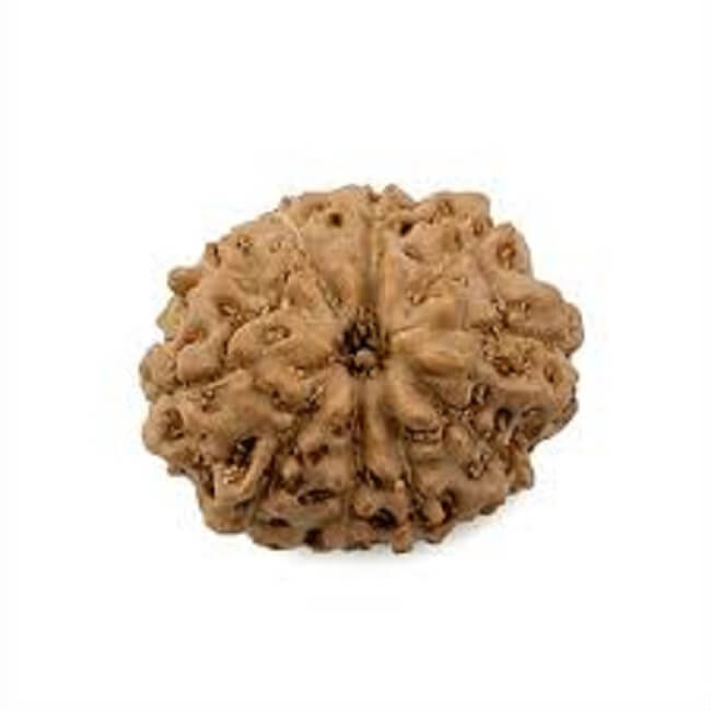 Indonesian 10 mukhi rudraksha
