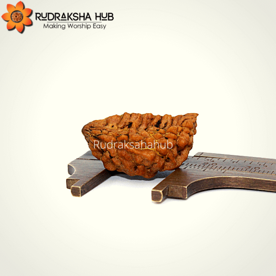One Mukhi Indonesian Rudraksha 
