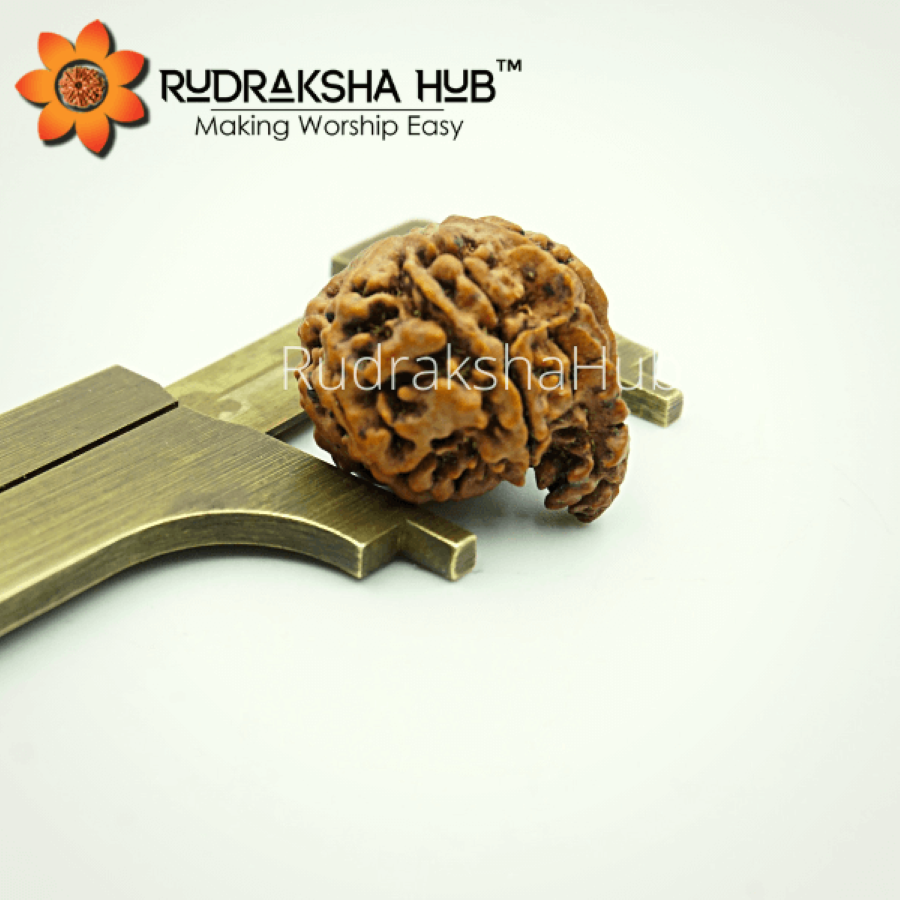 7 Mukhi Ganesha Rudraksha (Nepali)