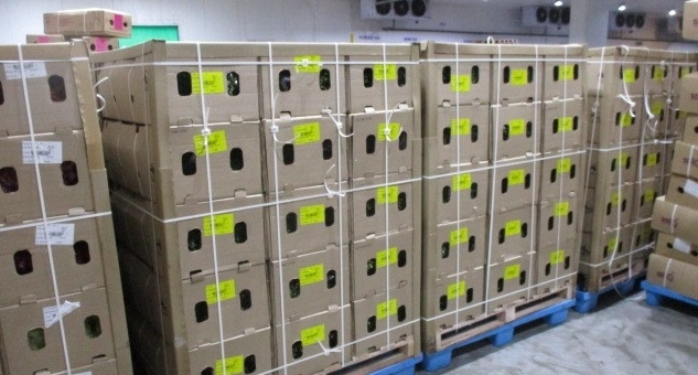 Building a future-proof flower storage strategy