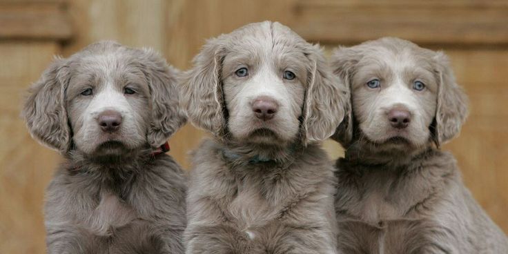 Long Haired Weimaraner Best Puppy Ideas