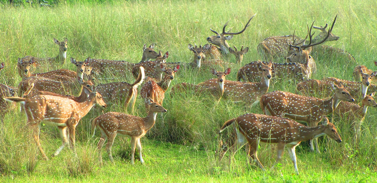 See what Sanjay National Park has to offer you this vacation