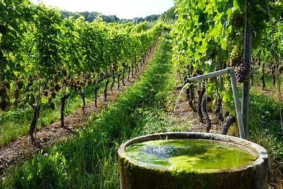 Algae Biofuel Market Size, Drivers, Restraints Challenges, and Growth Opportunities Till 2028